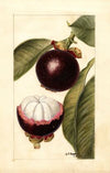 Garcinia mangostana