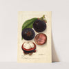 Garcinia mangostana by Deborah Griscom Passmore