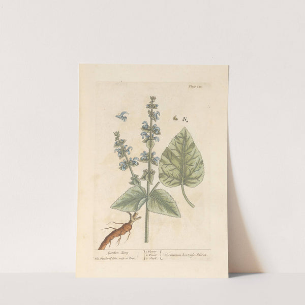 Garden clary by Elizabeth Blackwell