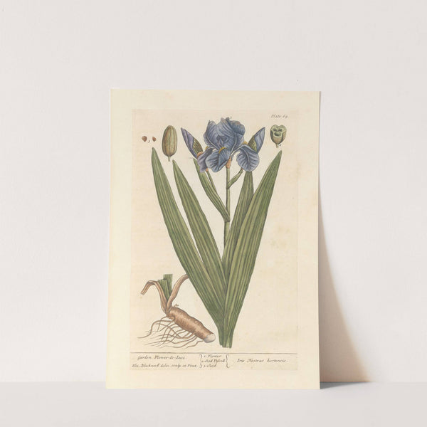 Garden flower-de-luce by Elizabeth Blackwell