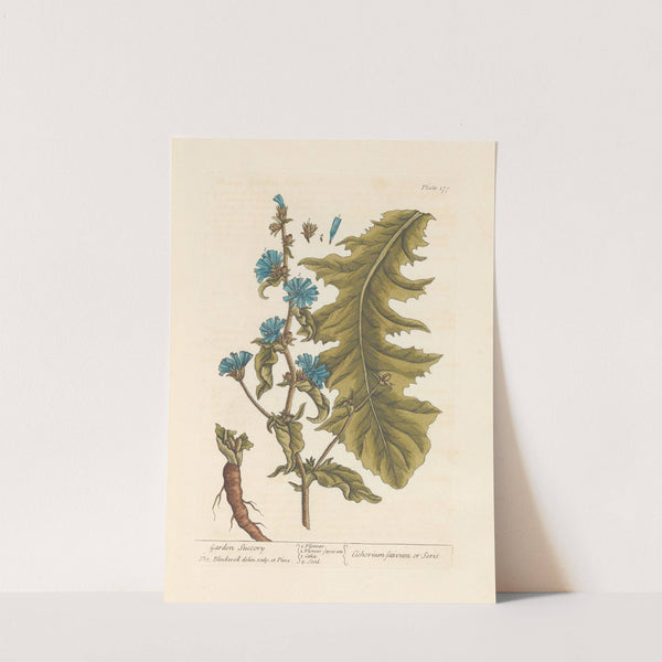 Garden succory by Elizabeth Blackwell