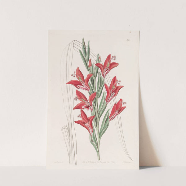 Garden Variety. by Sydenham Edwards