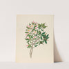 Gardenia Nov. Sp. [Hyperacanthus amoenus] by Clemenz Heinrich Wehdemann