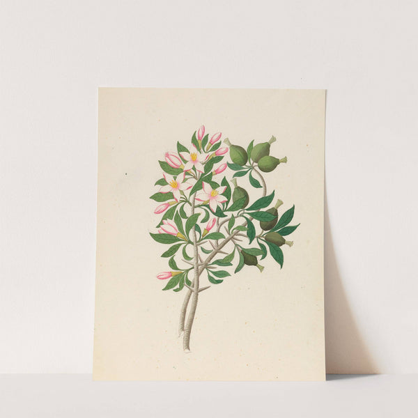 Gardenia Nov. Sp. [Hyperacanthus amoenus] by Clemenz Heinrich Wehdemann