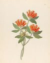 Gardenia Nova Sp. [Burchellia bubalina]