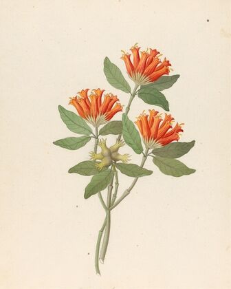 Gardenia Nova Sp. [Burchellia bubalina]