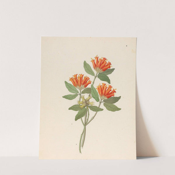 Gardenia Nova Sp. [Burchellia bubalina] by Clemenz Heinrich Wehdemann