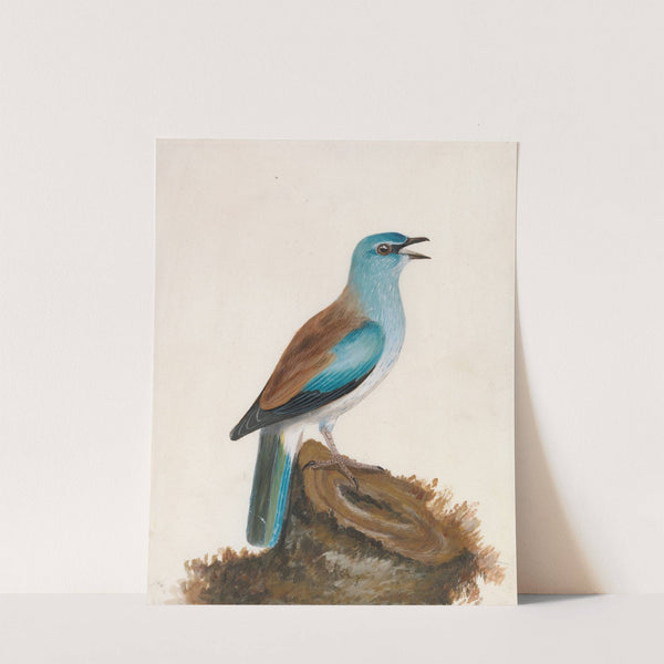 Garrulous Roller by William Lewin