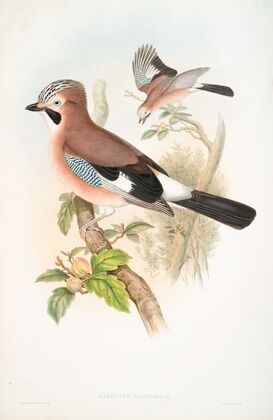 Garrulus glandarius. Jay. (1862-1873)