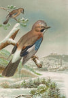 Garrulus glandarius
