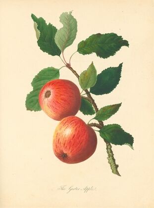 Garter Apple