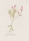 Gaura