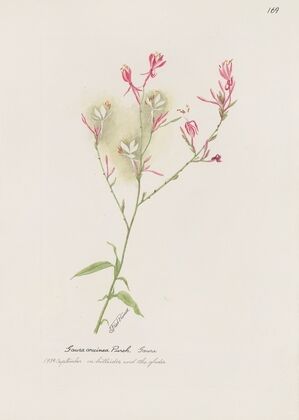 Gaura