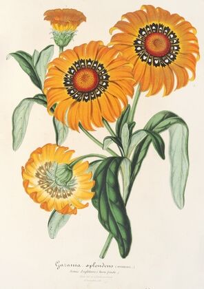 Gazania splendens (hybride)
