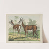 Gazelle. Antelope (1829-1880) by Joseph Scholz