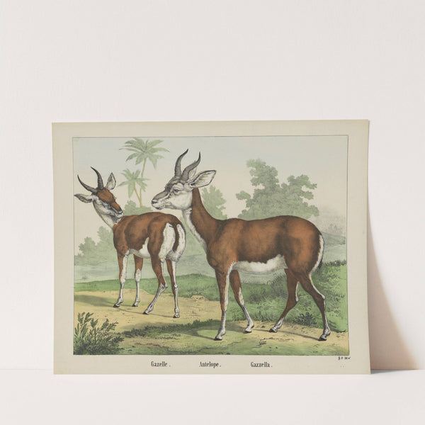 Gazelle. Antelope (1829-1880) by Joseph Scholz