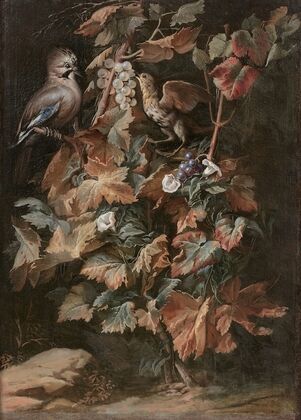 Geai et étourneau sur un pied de vigne entouré de liseron
