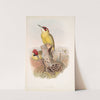 Gecinus viridis. Green Woodpecker, or Yaffle. (1862-1873) by John Gould