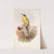 Gecinus viridis. Green Woodpecker, or Yaffle. (1862-1873) by John Gould