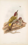 Gecinus viridis. Young. Green Woodpecker, or Yaffle (young). (1862-1873)