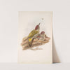 Gecinus viridis. Young. Green Woodpecker, or Yaffle (young). (1862-1873) by John Gould