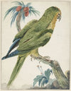 Geelvoorhoofd parkiet (Bolborhyuchus aurifrons) (1650 - 1719)