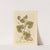 Geeping birthwort by Elizabeth Blackwell