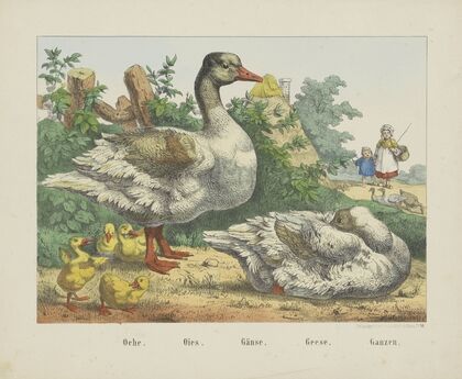 Geese (1829-1880)