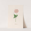 Geftambte rose (1692) by Magdelena Rosina Funck