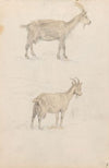 Geiter (1852)