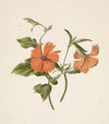 Gele Chinese roos (Rosa Chinensis Lutea)