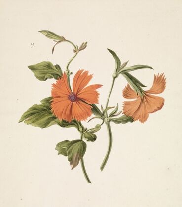 Gele Chinese roos (Rosa Chinensis Lutea)