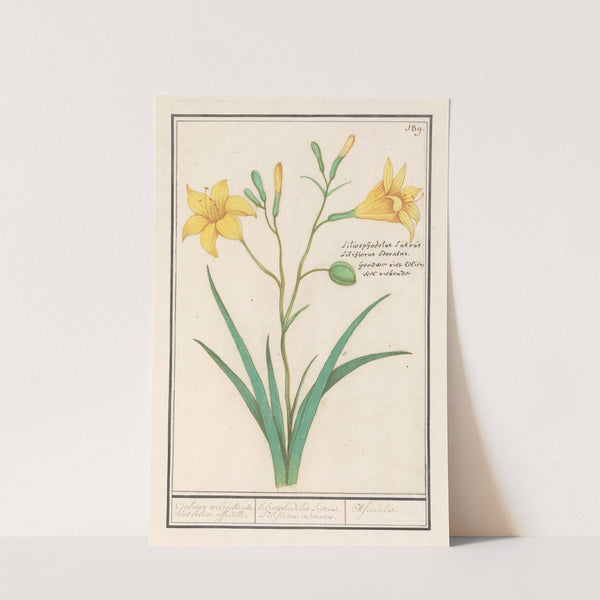 Gele lelie (Lilium) (1596-1610) by Anselmus Boëtius de Boodt