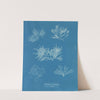 Gelidium corneum vars by Anna Atkins