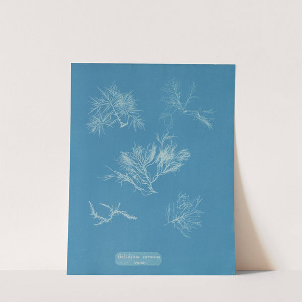 Gelidium corneum vars. by Anna Atkins