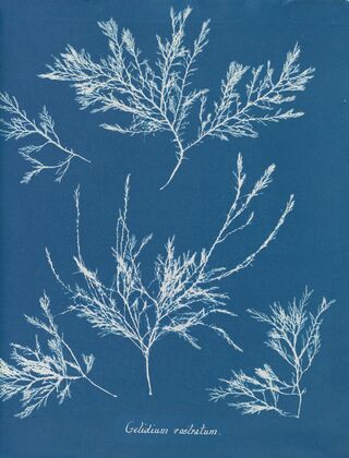 Gelidium rostratum