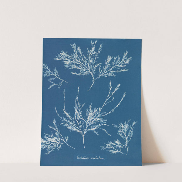 Gelidium rostratum by Anna Atkins