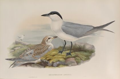 Gelochelidon anglica. Gull-billed Tern. (1862-1873)
