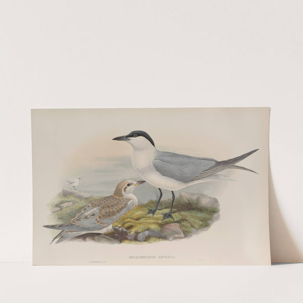 Gelochelidon anglica. Gull-billed Tern. (1862-1873) by John Gould