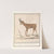 Gems (Rupicapra rupicapra) Berg Geijte. Rupi Capra Chamois (1596-1610) by Anselmus Boëtius de Boodt