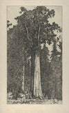 General Sherman (1900-1925)