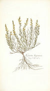 Genista hispanica