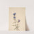 Gentian (Gentiana affinis) (1915) by Mary Vaux Walcott