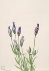 Anemone canadensis (1907)
