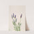 Gentian (Gentiana macounii) (1935) by Mary Vaux Walcott