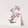 Gentian-like Pentstemon by Sydenham Edwards