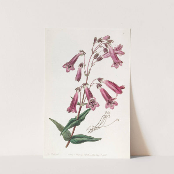 Gentian-like Pentstemon by Sydenham Edwards