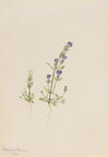 Gentiana propingua (1916)