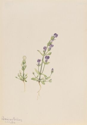 Gentiana propingua (1916)