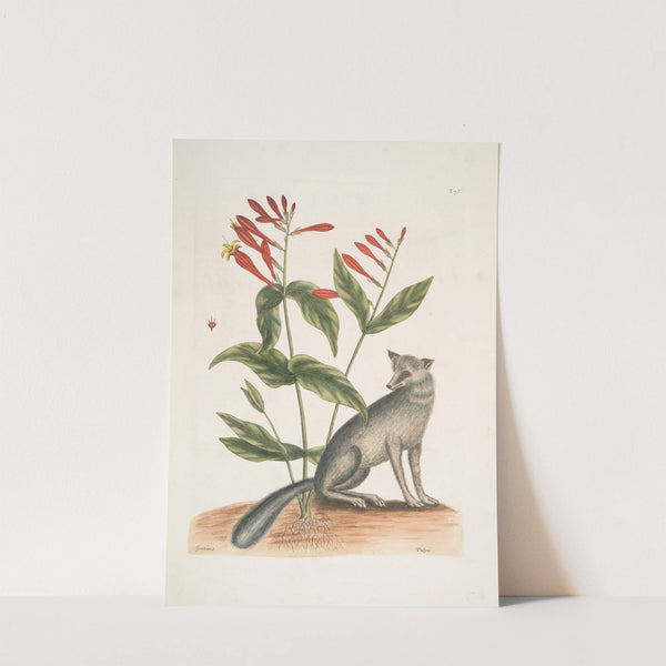 Gentiana, The Indian Pink; Vulpis, The Grey Fox. by Mark Catesby